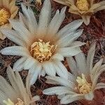 Mammillaria prolifera Floro
