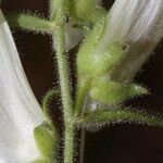 Antirrhinum braun-blanquetii چھال