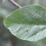 Dombeya punctata Hoja