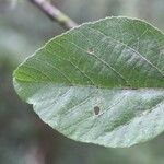 Dombeya punctata Листок