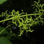 Palicourea berteroana Blad