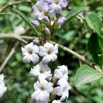 Duranta serratifolia Flor