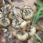 Helichrysum foetidum ഫലം