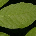 Paullinia rugosa Leaf