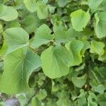 Cercis occidentalis Hostoa