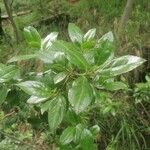 Rhamnus alaternus Leaf