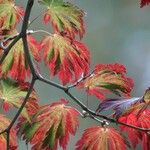 Acer japonicum Bark