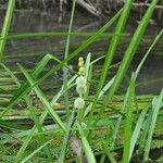 Sparganium emersum Fula