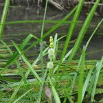 Sparganium emersum പുഷ്പം