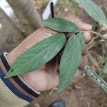 Alangium salviifolium Leaf