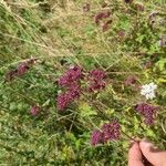 Origanum vulgareFlower