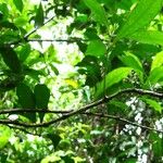 Oxera microcalyx Natur
