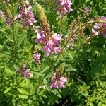 Desmodium canadense Blüte