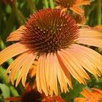 Echinacea angustifolia Fiore