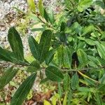 Ilex cassine Hoja