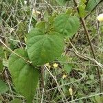 Ipomoea ochracea Leaf
