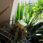 Astrophytum ornatum Kwiat