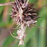 Carex spicata Φρούτο