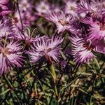 Dianthus sternbergii Květ