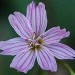 Lewisia congdonii Çiçek