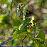 Smilax aspera Likasa
