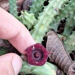 Huernia schneideriana Lorea