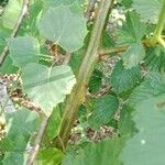 Rubus scaber Bark