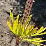 Anemone multifida Casca