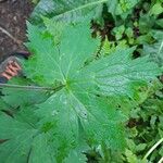 Aconitum septentrionale Blad