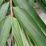 Thysanolaena latifolia Leaf