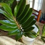 Zamioculcas zamiifolia ᱥᱟᱠᱟᱢ