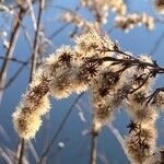 Solidago gigantea 果