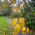 Betula utilis Folha