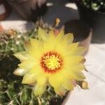 Ferocactus haematacanthus Квітка