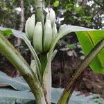 Musa velutina Fruto
