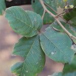 Allophylus africanus Blatt