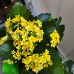 Kalanchoe blossfeldianaFlower