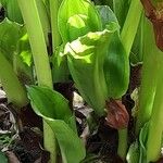 Scadoxus puniceus Hostoa