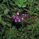 Securidaca diversifolia Flor
