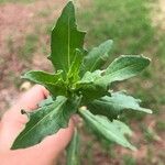 Helenium microcephalum Leaf