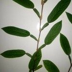 Tadehagi triquetrum Leaf