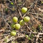 Commiphora africana Плод