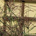 Miscanthus sinensis Mbuma