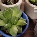 Haworthia cooperi Blatt