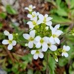 Arabis alpina Цветок