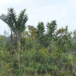 Bactris campestris Blad