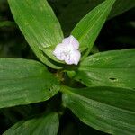 Tradescantia poelliae Λουλούδι