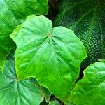 Begonia formosana Leaf