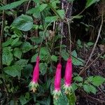 Fuchsia splendens 花