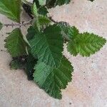 Rubus pruinosus Leaf